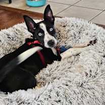 Thumbnail photo of Daisy #1