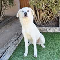 Thumbnail photo of Handsome Mr Hugh ~ LabraPyr Lover Boy ! #2