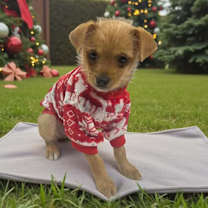 Thumbnail photo of Robin #1