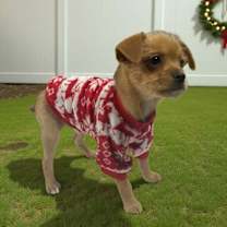 Thumbnail photo of Robin #2