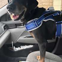 Thumbnail photo of Lucille #2