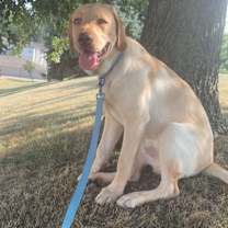 Thumbnail photo of Leo #1