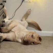 Thumbnail photo of Leo #2