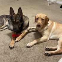 Thumbnail photo of Leo #3