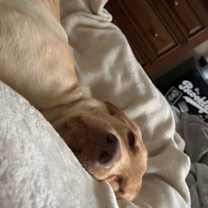 Thumbnail photo of Leo #4