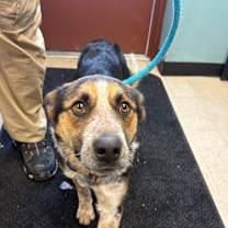 Thumbnail photo of Cornelius #2