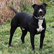 Thumbnail photo of REX #4