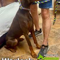 Thumbnail photo of Warlock #3