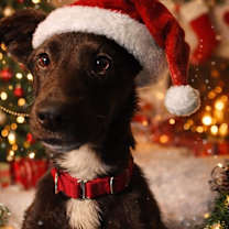 Thumbnail photo of Fauna #2