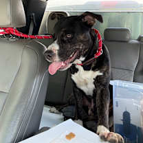 Thumbnail photo of Steely Dan #3