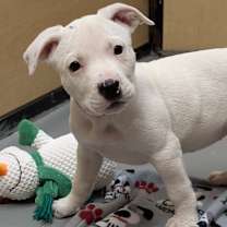 Thumbnail photo of Asterisk #1