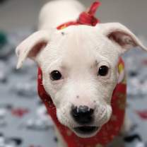 Thumbnail photo of Asterisk #2