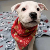 Thumbnail photo of Asterisk #3