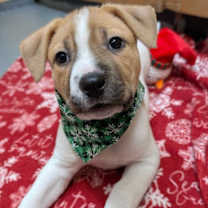 Thumbnail photo of Comma #2