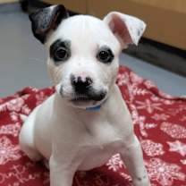 Thumbnail photo of Dot #1