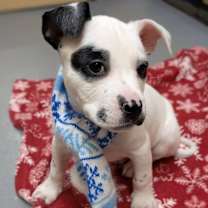 Thumbnail photo of Dot #2