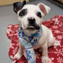 Thumbnail photo of Dot #4