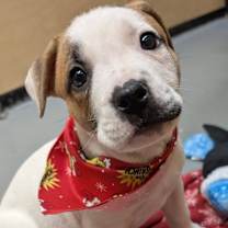 Thumbnail photo of Ellipsis #2