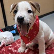 Thumbnail photo of Ellipsis #4