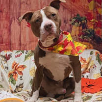 Thumbnail photo of Rocky #1