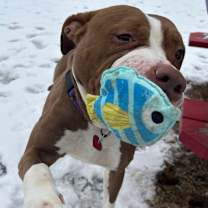 Thumbnail photo of Rocky #2