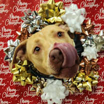 Thumbnail photo of Smillie JUM #1