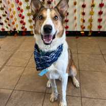 Thumbnail photo of Milo #1