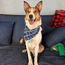 Thumbnail photo of Milo #2