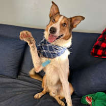 Thumbnail photo of Milo #3