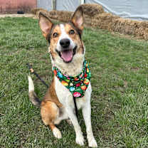 Thumbnail photo of Milo #4