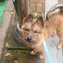 Thumbnail photo of Duchi #4