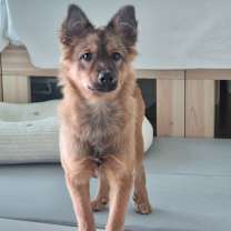 Thumbnail photo of Duchi #1