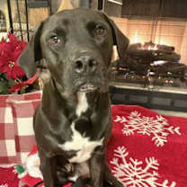 Thumbnail photo of Hobbes #1