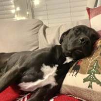 Thumbnail photo of Hobbes #2