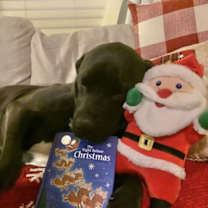 Thumbnail photo of Hobbes #3