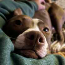 Thumbnail photo of Hadley #1