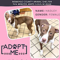 Thumbnail photo of Hadley #3