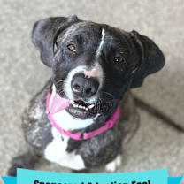 Thumbnail photo of Trixie #1