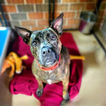 Thumbnail photo of Bella #1