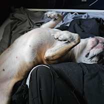 Thumbnail photo of Peppa #1