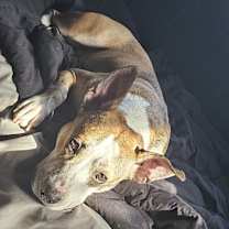 Thumbnail photo of Peppa #2