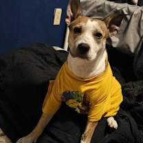 Thumbnail photo of Peppa #4