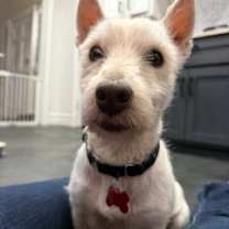 Thumbnail photo of Birch #2