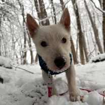 Thumbnail photo of Birch #3