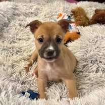 Thumbnail photo of Moss #4