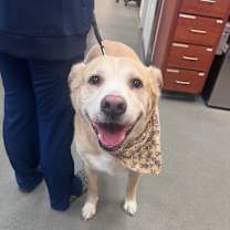 Thumbnail photo of Gizmo #1