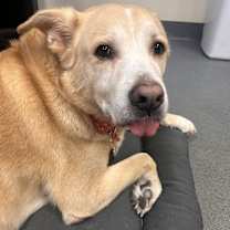 Thumbnail photo of Gizmo #2