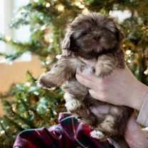 Thumbnail photo of Buster #1