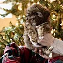 Thumbnail photo of Bogart #1