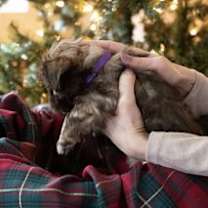 Thumbnail photo of Bogart #3